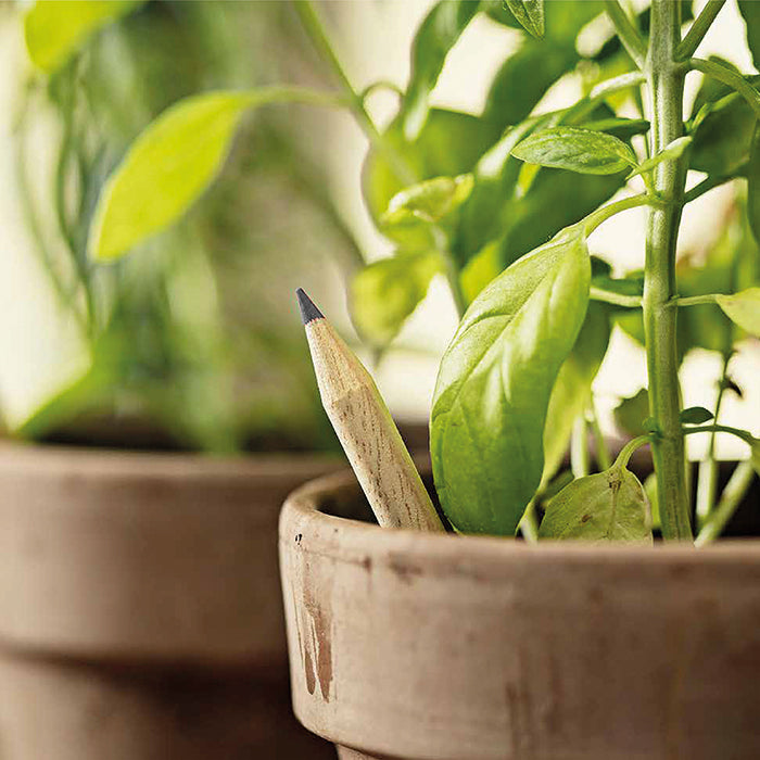 Matita SPROUT piantabile in legno – BASILICO | PD562